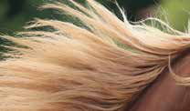 hairlok