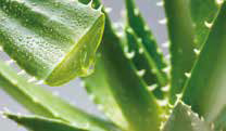 memory aloe vera