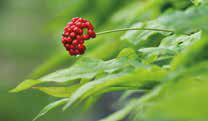 memory ginseng