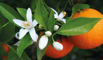 memory vitaminic