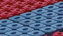 molle memory dna